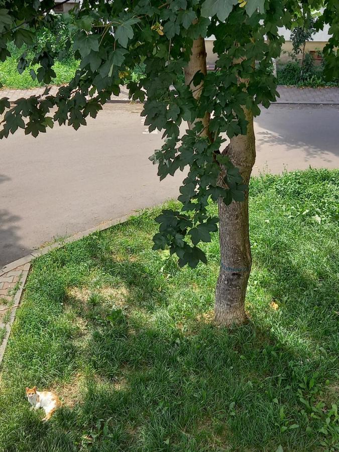 Alma Apartament Piatra Neamţ Екстериор снимка